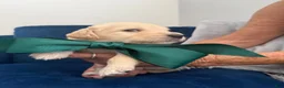 Goldendoodle dogs for sale: Tito - Green Bow Boy - Ad 2