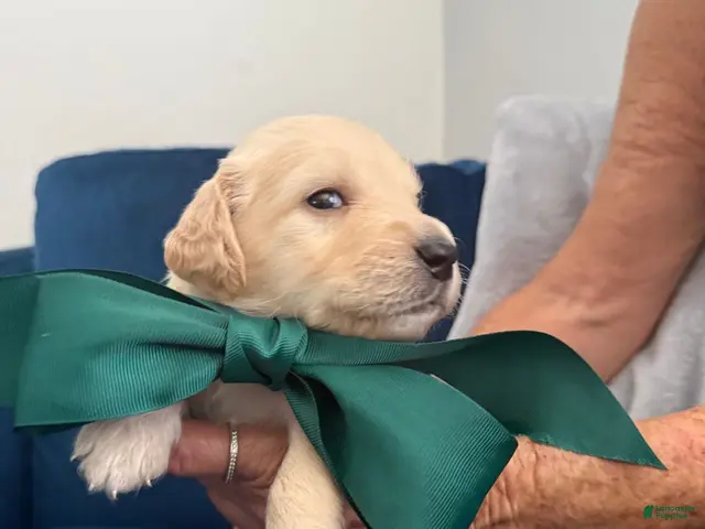 Goldendoodle dogs for sale: Tito - Green Bow Boy - Ad 2
