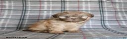 Shih Tzu dogs for sale: Sonny - Ad 4