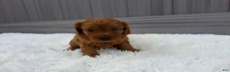 Cavapoo dogs for sale: Nyx - Ad 26