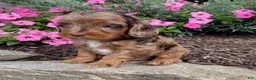 Cavapoo dogs for sale: Moe - Ad 2