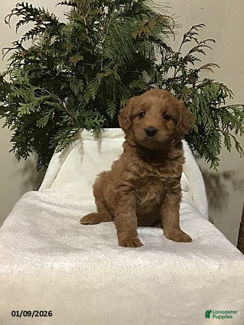 Mini Goldendoodle dogs Jewel - Ad 33