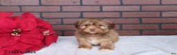 Havanese dogs for sale: Teddy - Ad 1