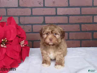 Havanese dogs Teddy - Ad 42