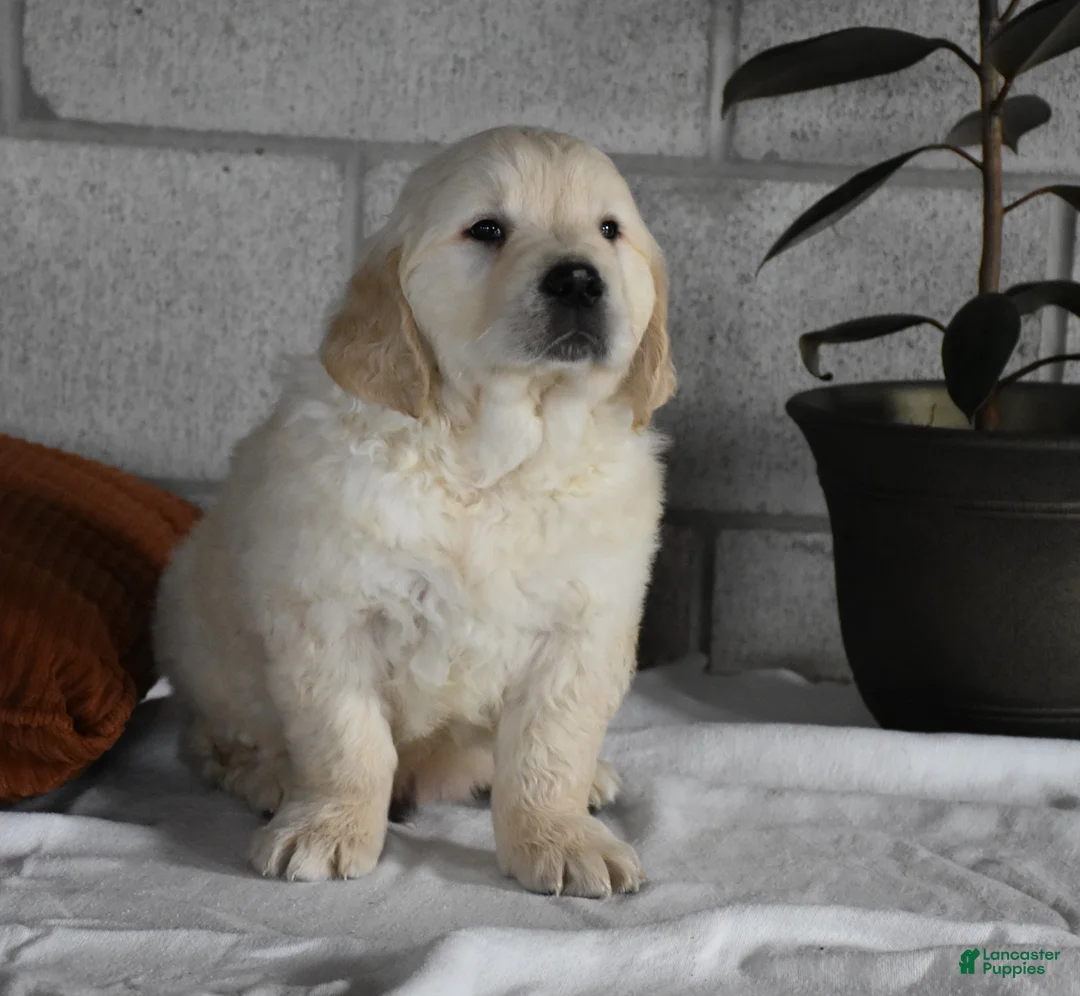 Golden Retriever dogs for sale: Cleo Genetic/OFA  - Ad 12