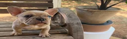 French Bulldog dogs for sale: Reggie - Ad 10