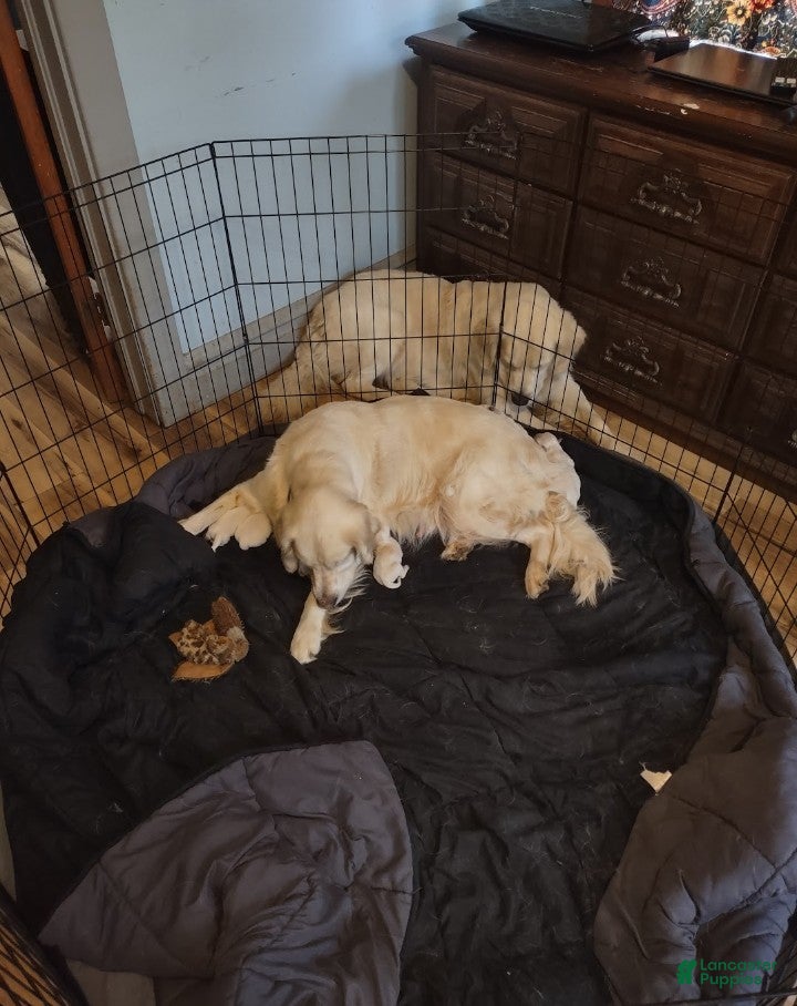 Golden Retriever dogs Golden Retriever Puppy 1 - Ad 2