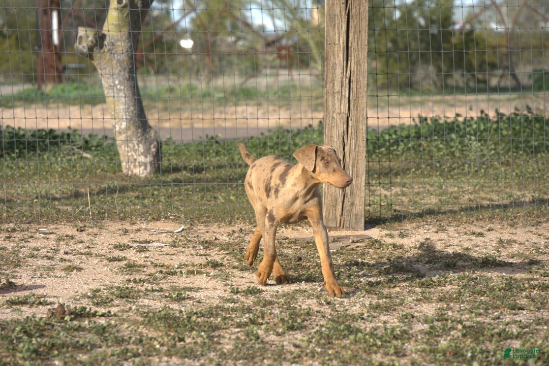 Mixed Breed dogs for sale: Lilac Fawn Merle M1 RT - Ad 11