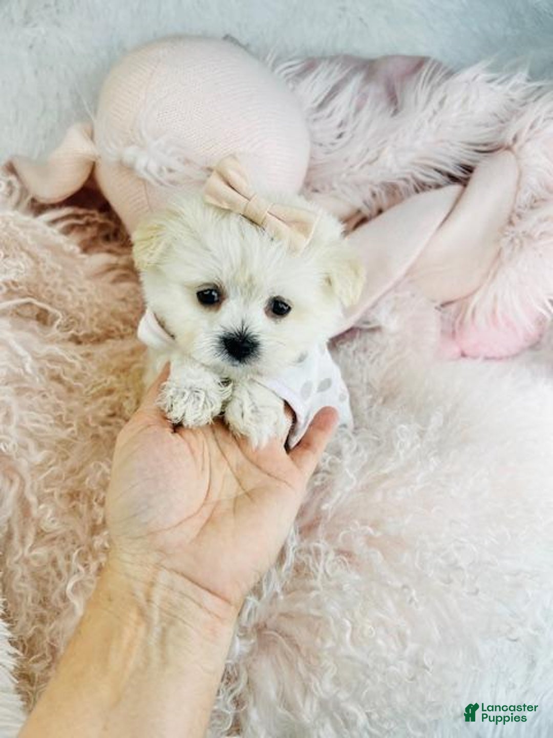 Mixed Breed dogs for sale: Mixed Breed Puppy 1 - Ad 2