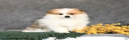 Pomeranian dogs for sale: Fudge - Ad 2