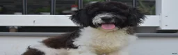 Cavapoo dogs for sale: Karson - Ad 3