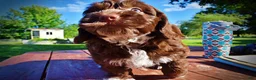 Havapoo dogs for sale: Coco - Ad 18