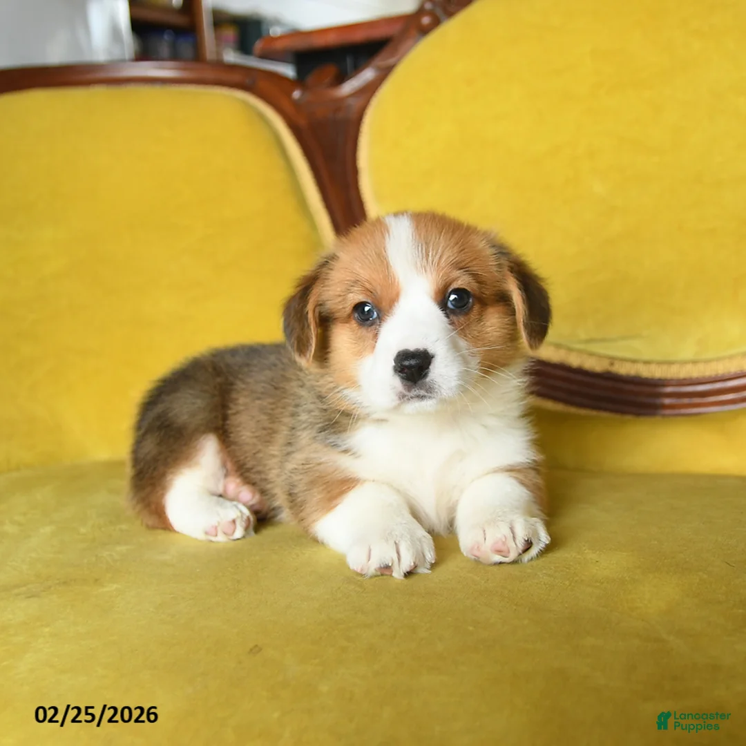 Welsh Corgi Pembroke dogs for sale: Tootle - Ad 2