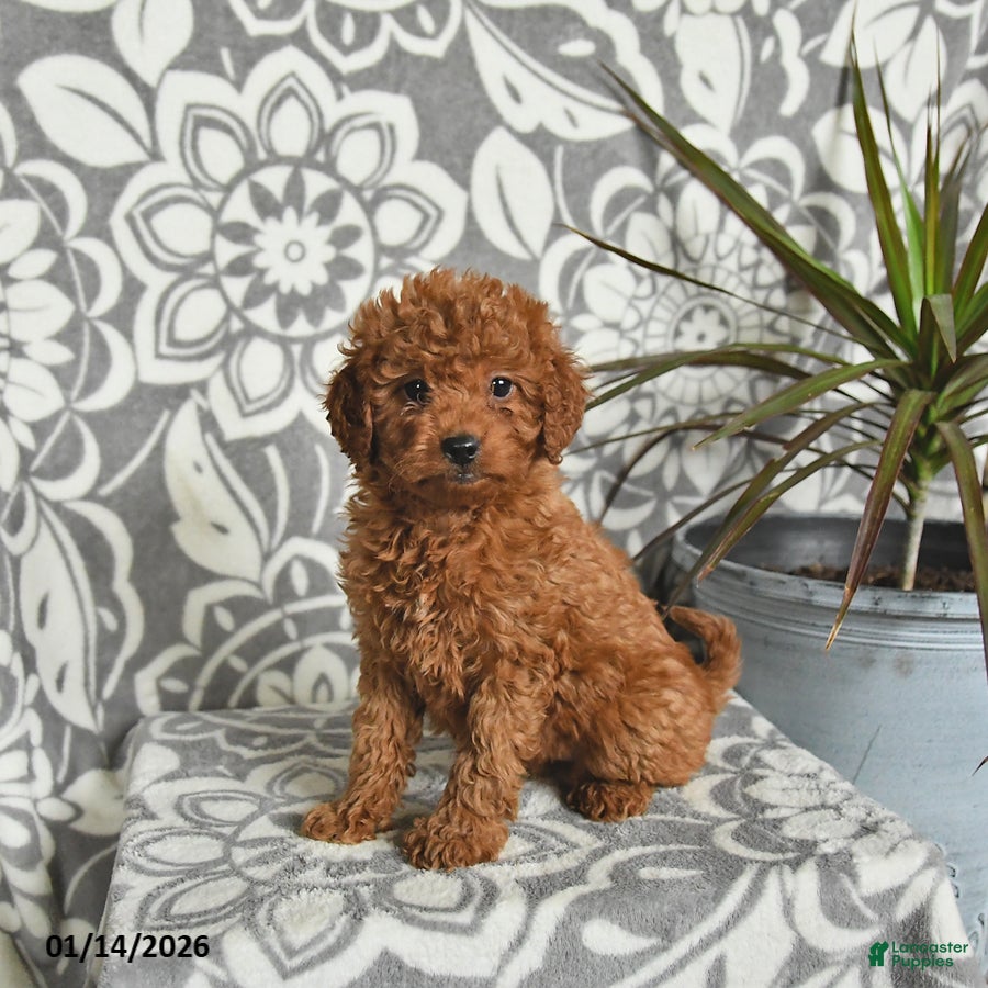 Mini Goldendoodle dogs Raven - Ad 12