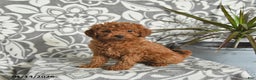 Mini Goldendoodle dogs for sale: Raven - Ad 1