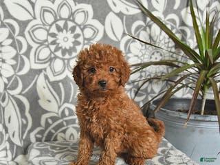 Mini Goldendoodle dogs Raven - Ad 40