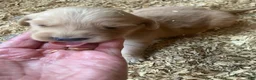 Golden Retriever dogs for sale: Golden Retriever Male 3 - Ad 1