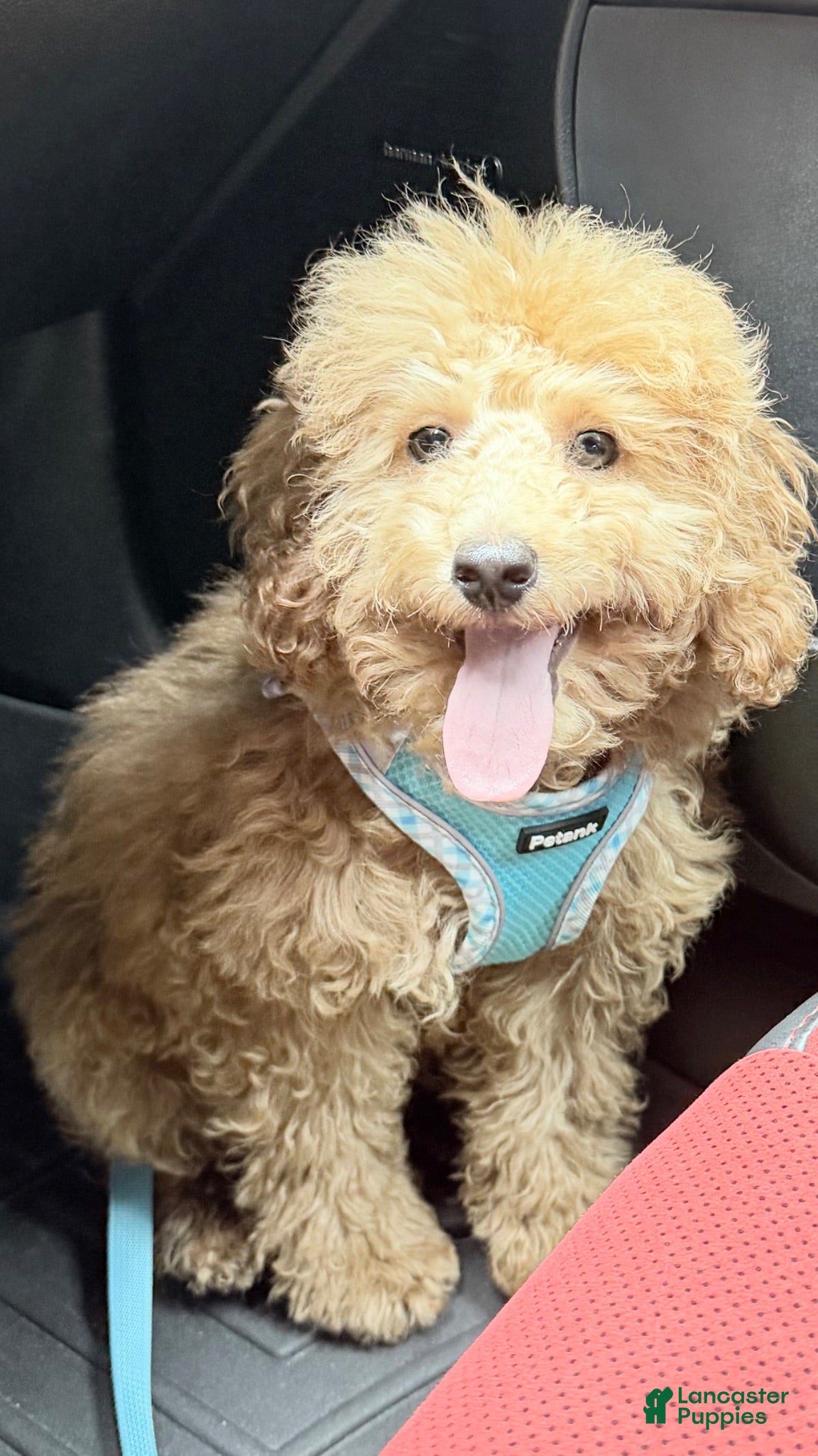 Toy Poodle dogs Bleu - Ad 8