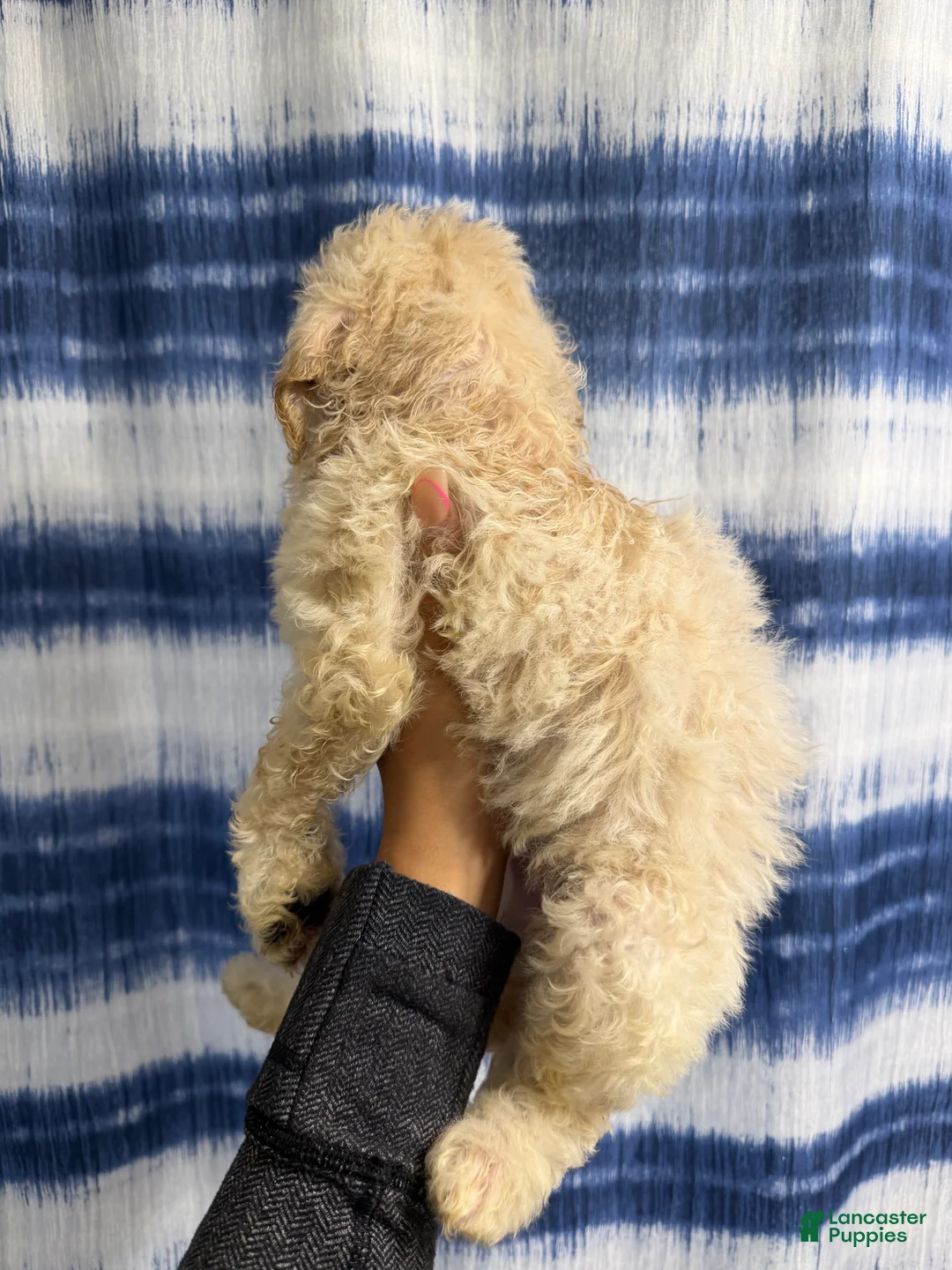 Yorkiepoo dogs for sale: Yorkiepoo Puppy 1 - Ad 2