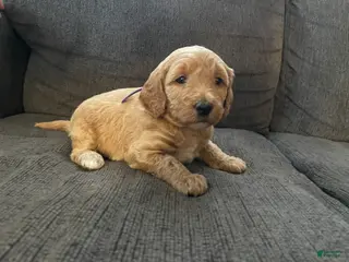 Mini Goldendoodle dogs Elsa - Ad 15