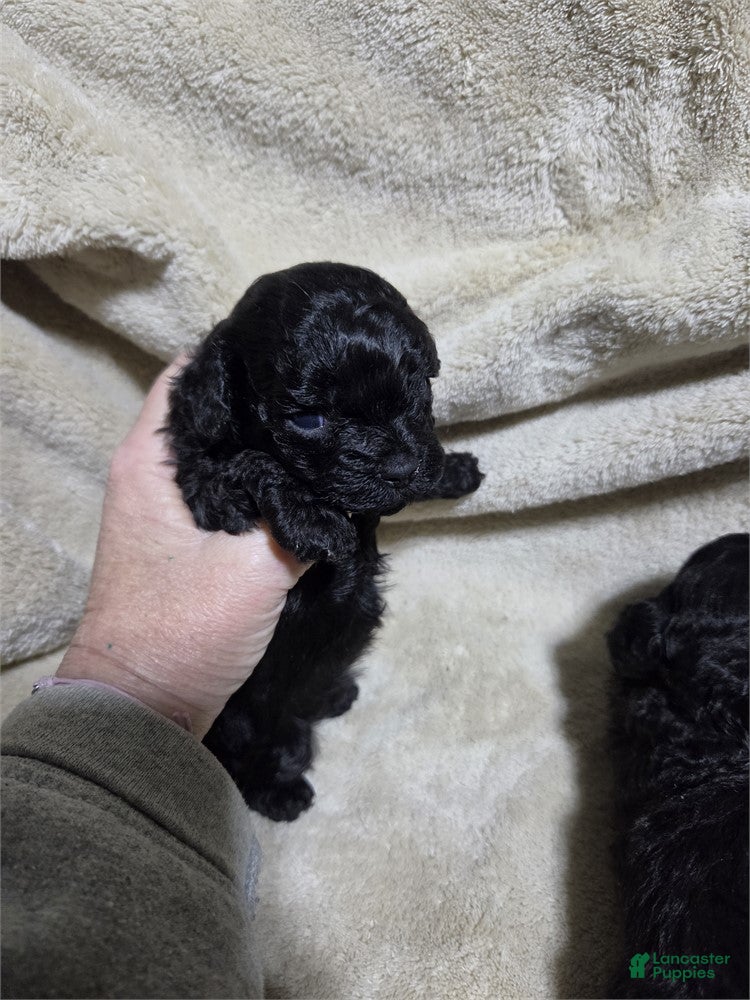 Toy Poodle dogs Toy Black Poodle 1 - Ad 2