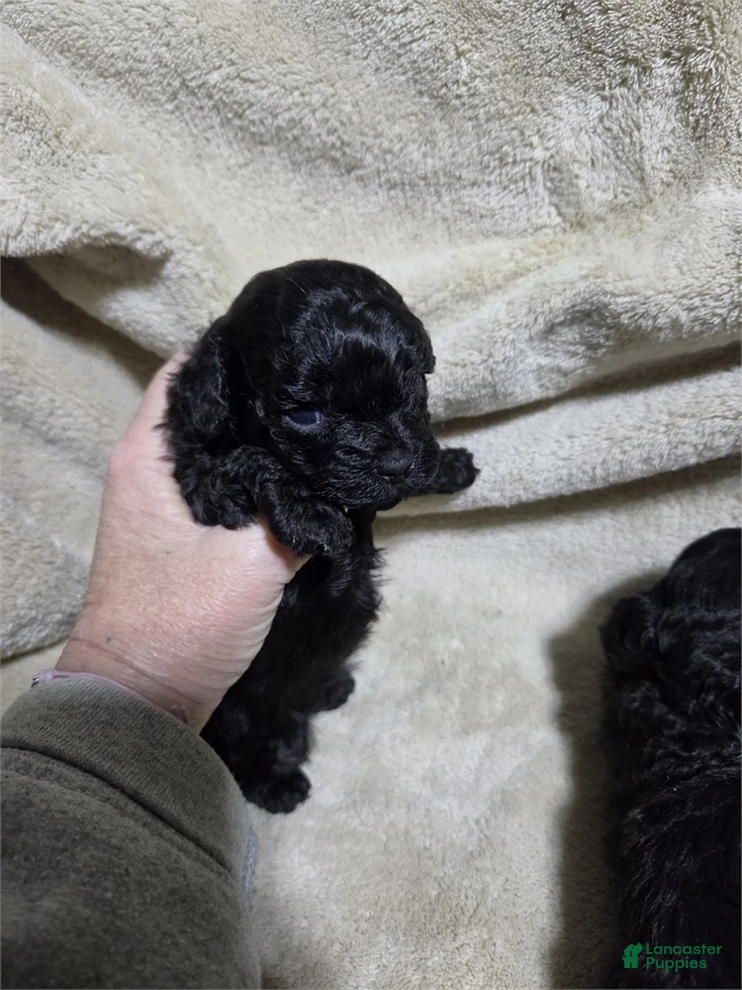 Toy Poodle dogs for sale: Toy Black Poodle 1 - Ad 2