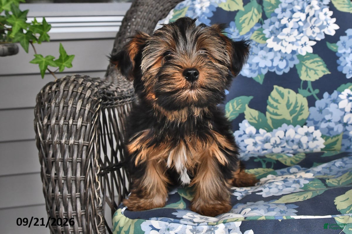 Yorkshire Terrier dogs Casey - Ad 2