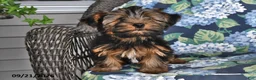Yorkshire Terrier dogs for sale: Casey - Ad 2