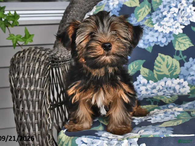 Yorkshire Terrier dogs for sale: Casey - Ad 2