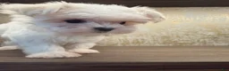 Maltese dogs for sale: Annie - Ad 4
