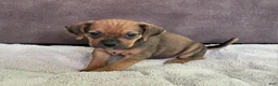Puggle dogs for sale: Penny - Ad 3