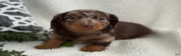 Miniature Dachshund dogs for sale: Tanner - Ad 13
