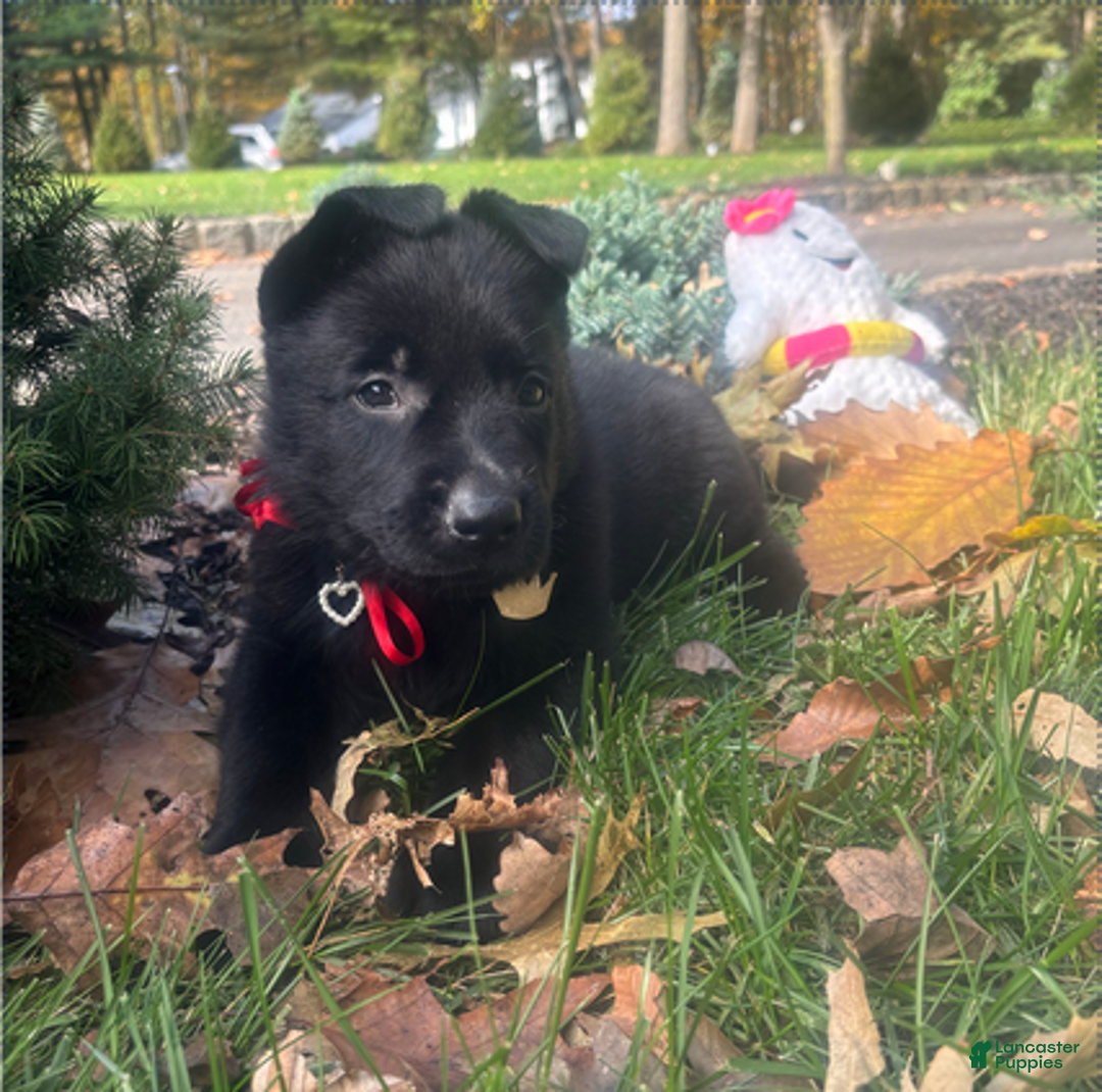 German Shepherd dogs for sale: Pink - Ad 12