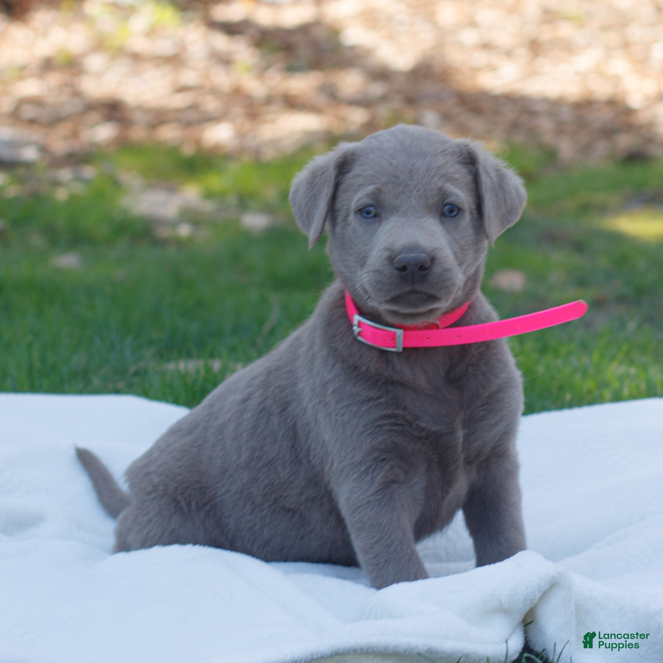 Labrador Retriever dogs Rosie  - Ad 2