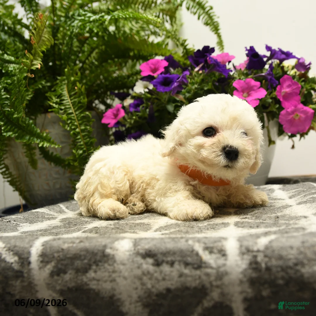 Bichon Frise dogs for sale: Beta - Ad 5