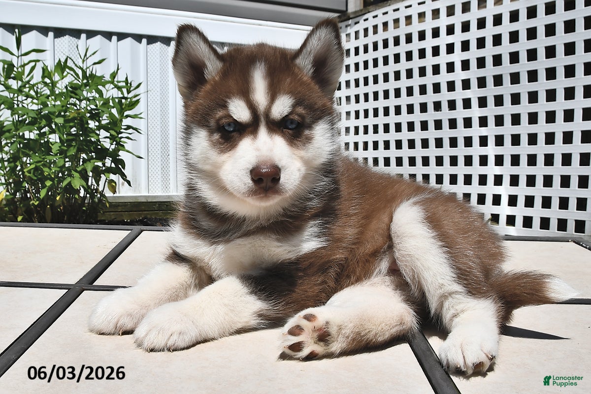Siberian Husky dogs for sale: Cocoa - Ad 5