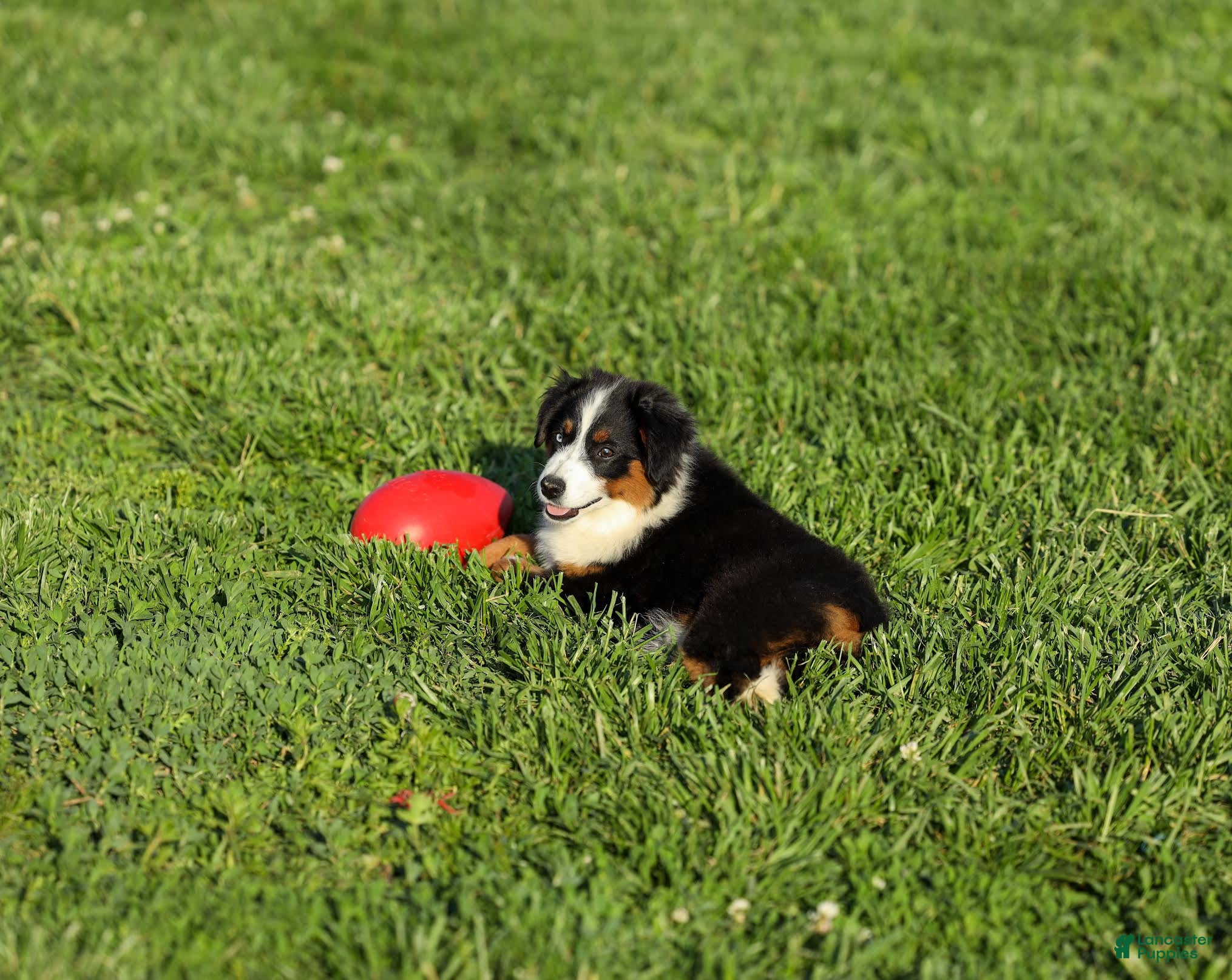 Miniature Australian Shepherd dogs Peanut Miniature Australian Shepherd Puppy  - Ad 2