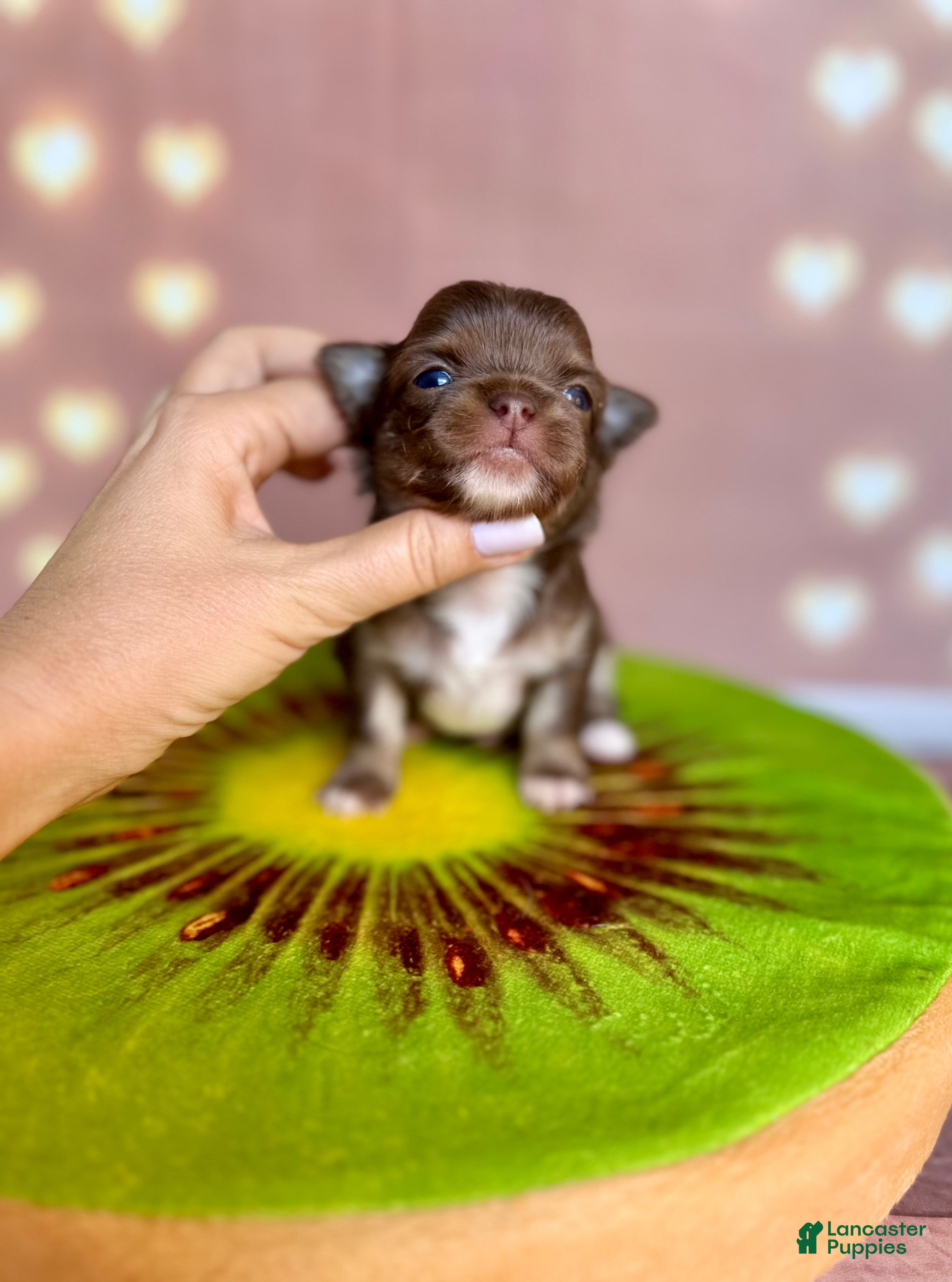 Chihuahua dogs 🥝Kiwi🥝 - Ad 1