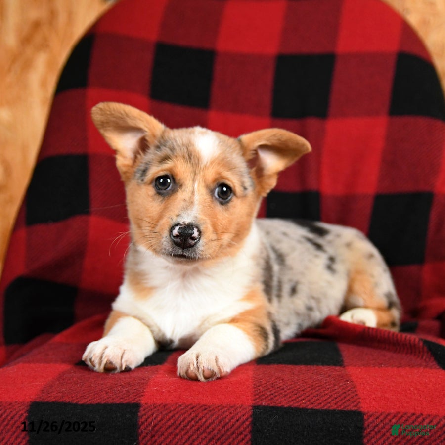 Welsh Corgi Pembroke dogs Kiwi - Ad 1