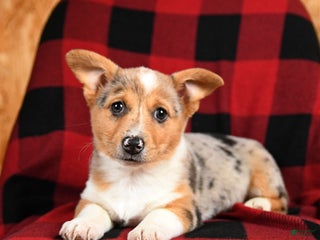 Welsh Corgi Pembroke dogs Kiwi - Ad 34