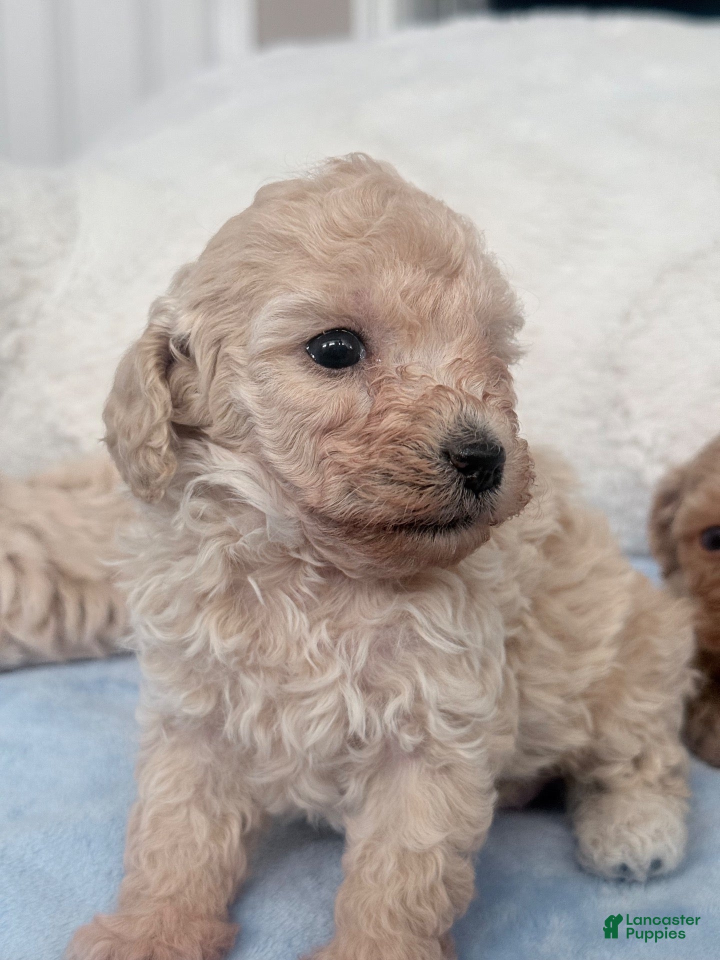 Mini Goldendoodle dogs Mini Goldendoodle 3 - Ad 1