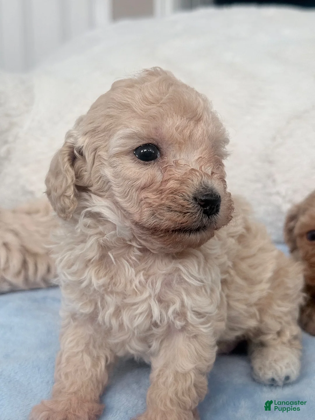 Mini Goldendoodle dogs for sale: Mini Goldendoodle 3 - Ad 1