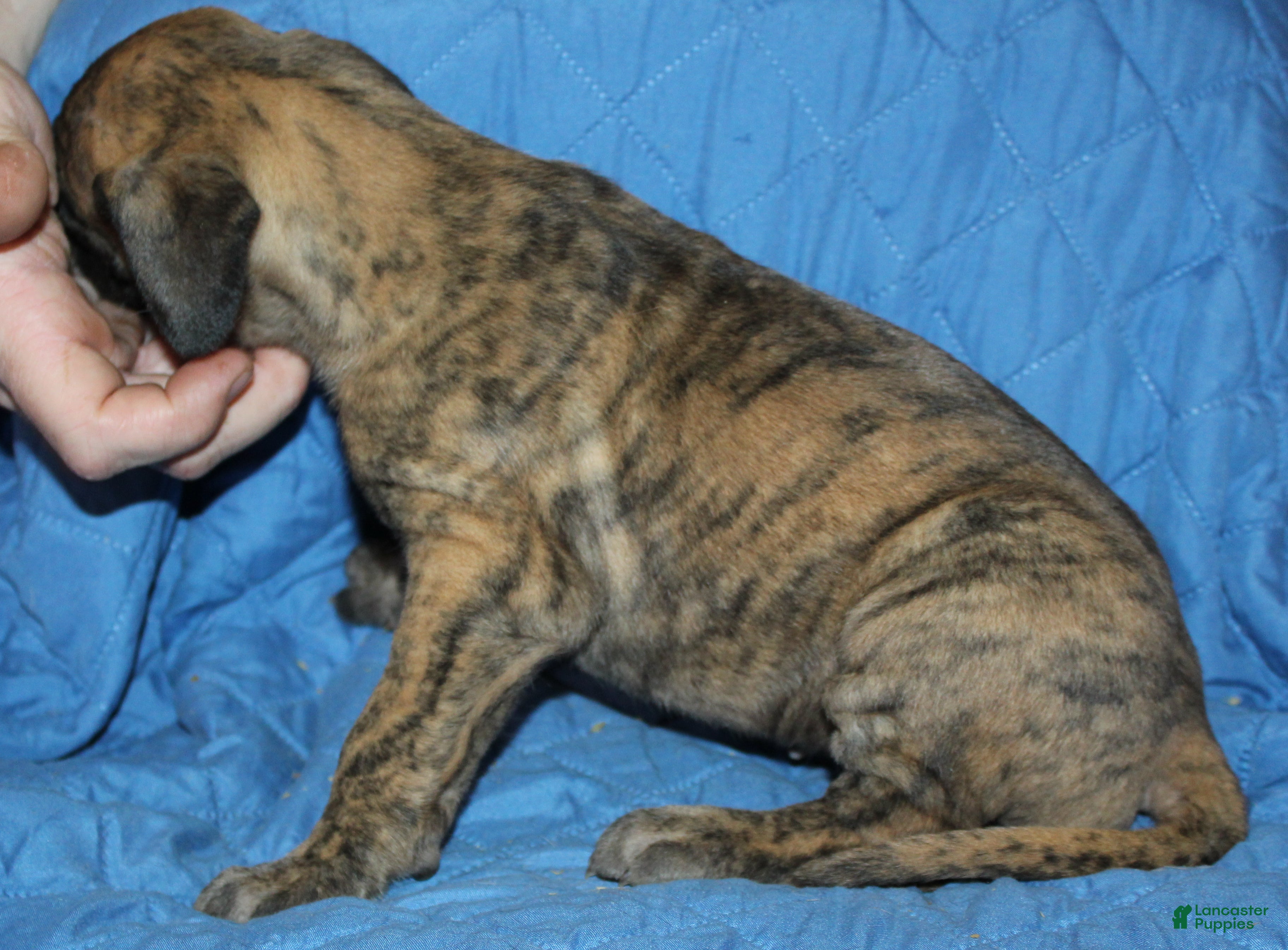 Great Dane dogs Sierra - Ad 30