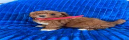 Shihpoo dogs for sale: RUBY - Ad 5
