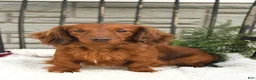 Miniature Dachshund dogs for sale: Jackson - Ad 7