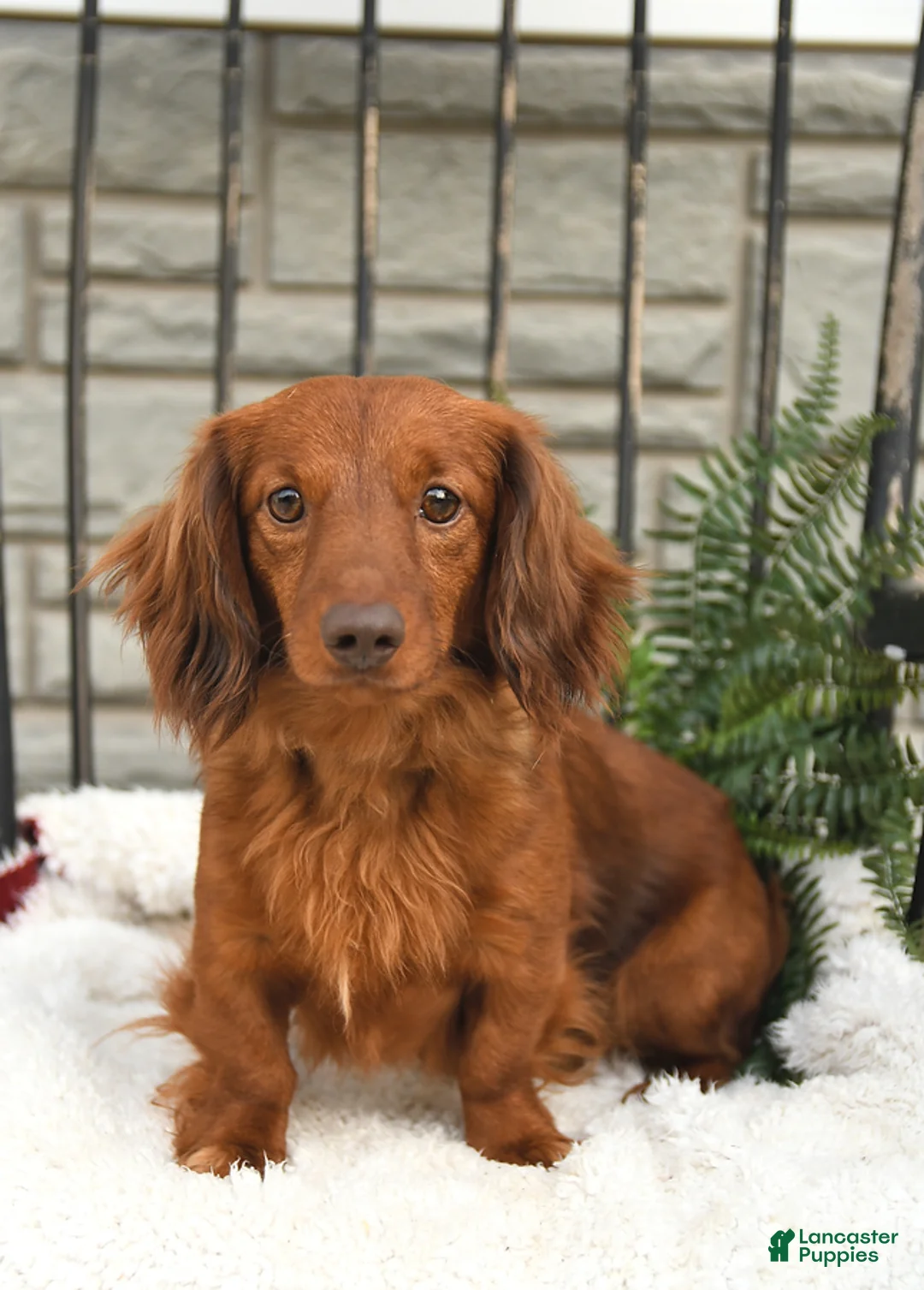 Miniature Dachshund dogs for sale: Jackson - Ad 7