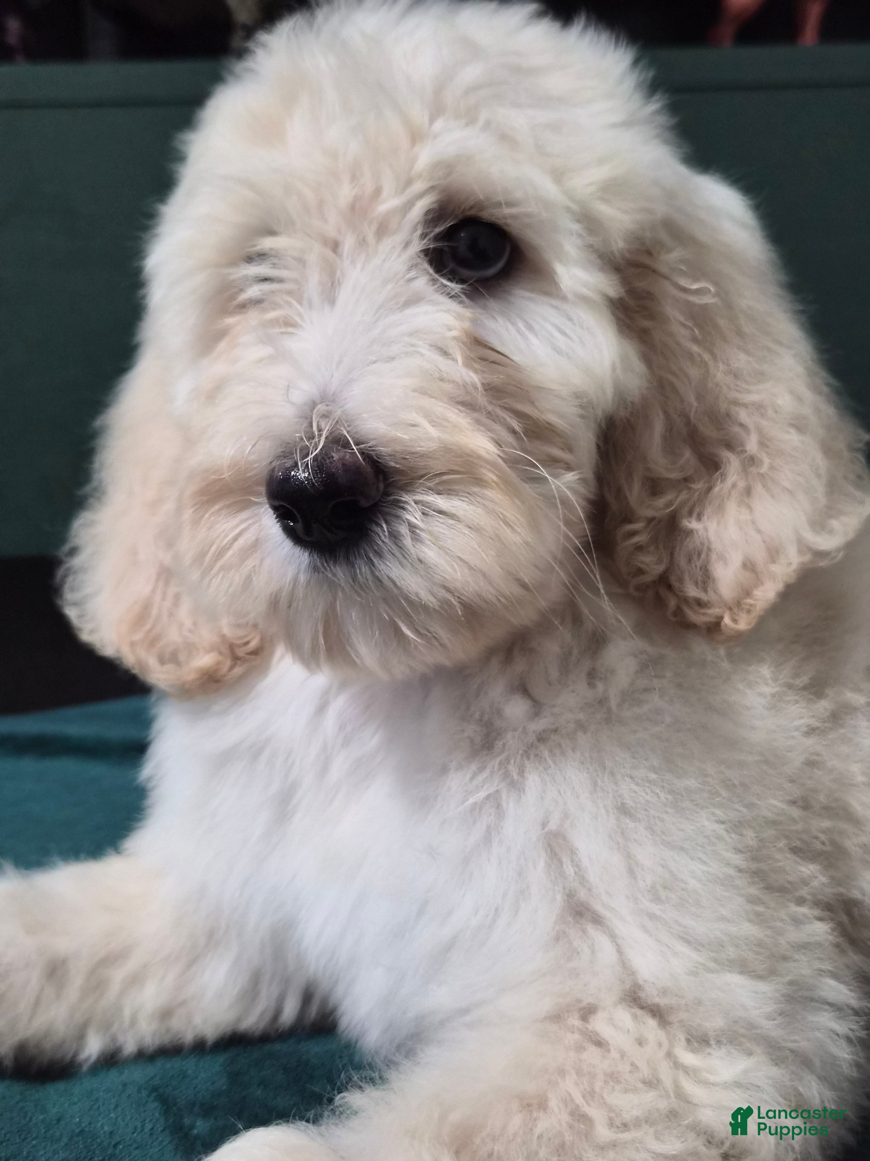 Goldendoodle dogs Zayla - Ad 1