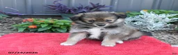 Pomeranian dogs for sale: Hyde - Ad 5