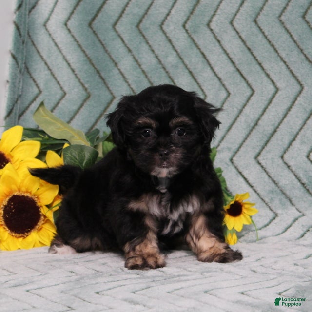 Teddy Bear dogs BJs Fern - Ad 1