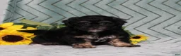 Teddy Bear dogs for sale: BJs Fern - Ad 1